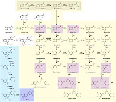 Grass lignin: biosynthesis, biological roles, and industrial applications